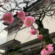 ヒメ日記 2026/03/26 23:15 投稿 楓(かえで) 出張メンズエステ TORICO SPA 高知店