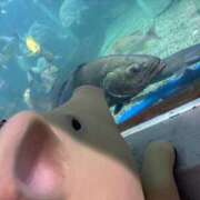 ヒメ日記 2026/03/31 23:41 投稿 楓(かえで) 出張メンズエステ TORICO SPA 高知店