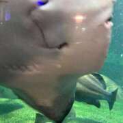 ヒメ日記 2026/04/03 20:53 投稿 楓(かえで) 出張メンズエステ TORICO SPA 高知店