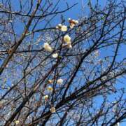 ヒメ日記 2026/04/21 22:59 投稿 楓(かえで) 出張メンズエステ TORICO SPA 高知店