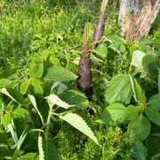 ヒメ日記 2026/04/22 12:57 投稿 楓(かえで) 出張メンズエステ TORICO SPA 高知店