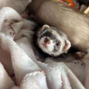 ヒメ日記 2026/04/23 22:41 投稿 楓(かえで) 出張メンズエステ TORICO SPA 高知店