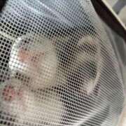 ヒメ日記 2026/04/30 00:03 投稿 楓(かえで) 出張メンズエステ TORICO SPA 高知店
