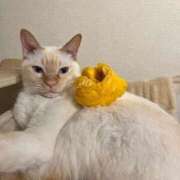 ヒメ日記 2026/01/02 08:24 投稿 KIYOHA GINGIRA☆TOKYO～ギンギラ東京～