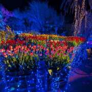 ヒメ日記 2026/01/04 13:20 投稿 佐倉しおり 五十路マダムエクスプレス横浜店（カサブランカグループ）