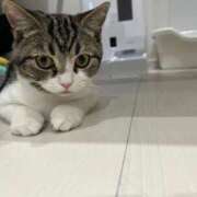 ヒメ日記 2026/03/30 04:27 投稿 まどか 推しの娘