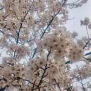 ヒメ日記 2026/04/08 11:03 投稿 ☆はな奥様 club生奥様～福島店～