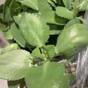 ヒメ日記 2025/12/18 20:12 投稿 聖子 越谷熟女デリヘル マダムエプロン