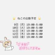 ヒメ日記 2026/02/08 18:16 投稿 ネコ マテリアル