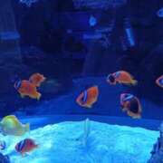 ヒメ日記 2026/01/25 23:02 投稿 ねいろ 熟女の風俗最終章 池袋店