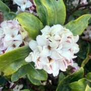 ヒメ日記 2026/03/08 22:22 投稿 えま 華椿（YESグループヨコハマ）