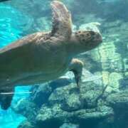 ヒメ日記 2026/03/16 19:10 投稿 えま 華椿（YESグループヨコハマ）