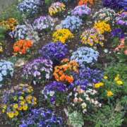 ヒメ日記 2026/03/23 19:52 投稿 えま 華椿（YESグループヨコハマ）