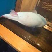 ねね 出勤だよー MINT（ミント）