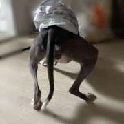 ヒメ日記 2025/12/24 09:50 投稿 すず 千葉柏ちゃんこ