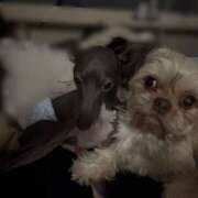 すず 私の顔の前 千葉柏ちゃんこ