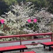 ヒメ日記 2026/03/26 14:21 投稿 もも 本家激安店浜松NO1超激安デリヘル戦隊ぬけるんジャー