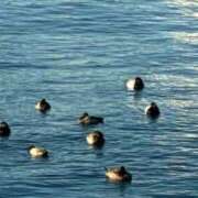 ヒメ日記 2026/01/14 17:44 投稿 鈴木なほ 五十路マダムエクスプレス横浜店（カサブランカグループ）