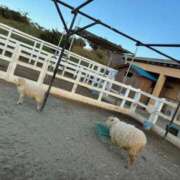 ヒメ日記 2026/01/22 18:12 投稿 鈴木なほ 五十路マダムエクスプレス横浜店（カサブランカグループ）