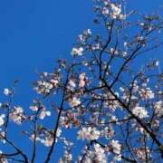 ヒメ日記 2026/04/13 21:36 投稿 かれん あとりえ(ATELIER)