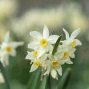 みう若奥 おはようございます☀️ 未熟な若奥