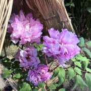 ヒメ日記 2026/01/30 18:55 投稿 あおい 錦糸町ミセスアロマ（ユメオト）