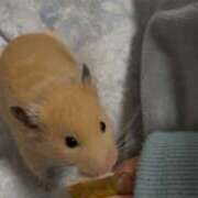 ヒメ日記 2026/03/05 22:53 投稿 にこ 君とふわふわプリンセスin熊谷