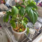 ヒメ日記 2026/04/17 10:37 投稿 にこ 君とふわふわプリンセスin熊谷