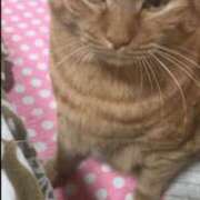 ヒメ日記 2026/05/25 10:15 投稿 にこ 君とふわふわプリンセスin熊谷