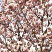 ヒメ日記 2026/04/14 21:19 投稿 もえか ルピナスパルフェ