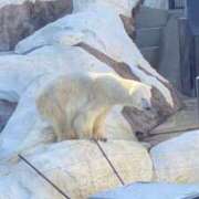 ヒメ日記 2026/01/16 16:33 投稿 ふう MOMO(モモ)