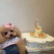 ヒメ日記 2026/03/21 13:39 投稿 にいな VIVID CREW Pink Party Paradise