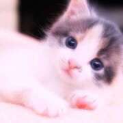 ヒメ日記 2025/12/30 06:26 投稿 しほ 熟女総本店 日本橋ミナミエリア店