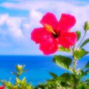 ヒメ日記 2026/03/01 06:26 投稿 しほ 熟女総本店 日本橋ミナミエリア店