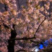 ヒメ日記 2026/04/05 05:16 投稿 しほ 熟女総本店 日本橋ミナミエリア店