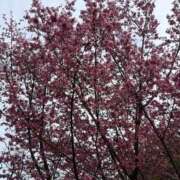 杏珠(あんじゅ) おはようございます☀️ グランドオペラ横浜