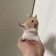 ヒメ日記 2026/01/28 17:07 投稿 あお【SS級の反則ビジュ】 STELLA TOKYO－ステラトウキョウ－