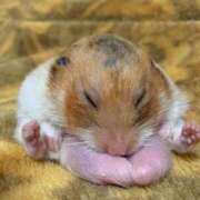 ヒメ日記 2026/01/29 13:30 投稿 あお【SS級の反則ビジュ】 STELLA TOKYO－ステラトウキョウ－