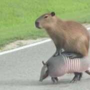 ヒメ日記 2026/02/11 17:29 投稿 あお【SS級の反則ビジュ】 STELLA TOKYO－ステラトウキョウ－