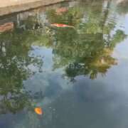 ヒメ日記 2026/02/24 13:45 投稿 あお【SS級の反則ビジュ】 STELLA TOKYO－ステラトウキョウ－