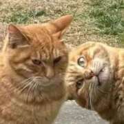 ヒメ日記 2026/02/25 13:24 投稿 あお【SS級の反則ビジュ】 STELLA TOKYO－ステラトウキョウ－