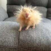 ヒメ日記 2026/03/16 11:41 投稿 あお【SS級の反則ビジュ】 STELLA TOKYO－ステラトウキョウ－