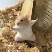 ヒメ日記 2026/03/26 00:33 投稿 あお【SS級の反則ビジュ】 STELLA TOKYO－ステラトウキョウ－