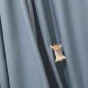 ヒメ日記 2026/03/27 01:54 投稿 あお【SS級の反則ビジュ】 STELLA TOKYO－ステラトウキョウ－