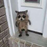 ヒメ日記 2026/04/01 21:42 投稿 あお【SS級の反則ビジュ】 STELLA TOKYO－ステラトウキョウ－