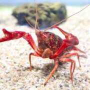 ヒメ日記 2026/04/02 23:06 投稿 あお【SS級の反則ビジュ】 STELLA TOKYO－ステラトウキョウ－