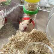 ヒメ日記 2026/04/03 02:50 投稿 あお【SS級の反則ビジュ】 STELLA TOKYO－ステラトウキョウ－