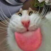 あお【SS級の反則ビジュ】 🦋今日お礼日記は退勤後 STELLA TOKYO－ステラトウキョウ－