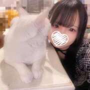 てん 猫カフェ🐈‍⬛🐱 E+アイドルスクール新宿・歌舞伎町店