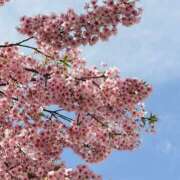 ヒメ日記 2026/04/04 10:00 投稿 しの チアガール